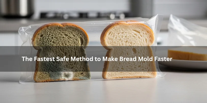 Bread slices in a controlled sealed setup showing faster and slower mold growth, illustrating safe observation of bread spoilage under soft natural lighting.-how to make bread mold quickly 