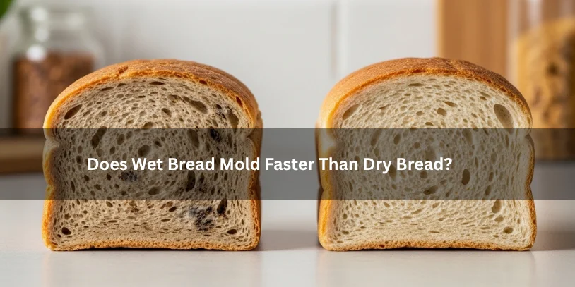 Two bread samples comparing damp bread with early mold growth and drier bread with slower spoilage, illustrating whether wet bread molds faster than dry bread under soft natural lighting.-how to make bread mold quickly 