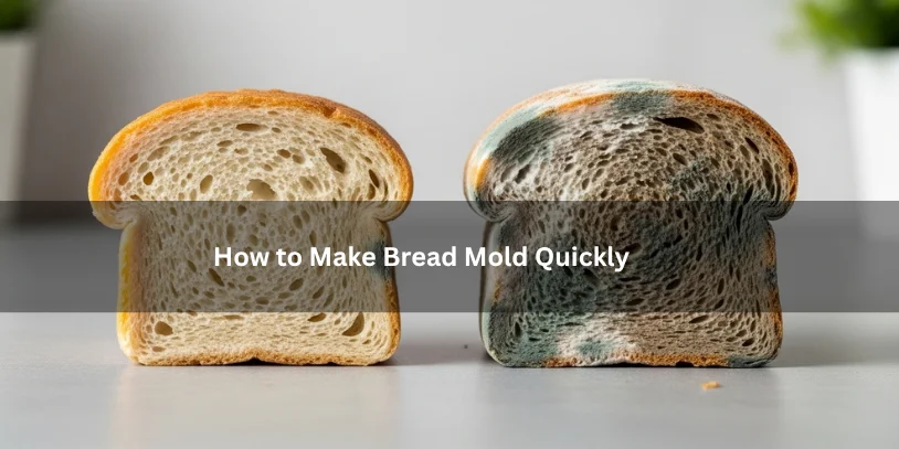 Slices of bread showing visible mold growth beside fresher bread, illustrating the progression of bread spoilage under soft natural lighting.-how to make bread mold quickly